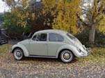 '66 vw bug