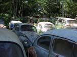 Secret Volkswagen Salvage Yard With Large Collection of VW Beetles Hidden in the Trees