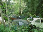 Collection of VW Bus in Secret Volkswagen Junkyard