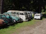 Forgotten VW Junkyard With Group of Volkswagen T1 Split Window Buses