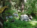 Volkswagen Junkyard With VW Beetles Hidden in The Bushes