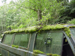 Volkswagen Wrecking Yard With VW Vanagon Bus Covered With Moss and Ferns
