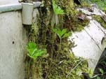 Secret Volkswagen Junkyard With VW Beetle Covered With Moss