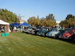 Collection of beautifully restored split and oval window Volkswagen bugs at a car show