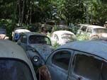 Secret Volkswagen junk Yard With Large Collection of VW Beetles Hidden in the Trees