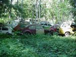 Forgotten VW Salvage yard With VW Bugs, Squareback Wagons and Vanagon Buses